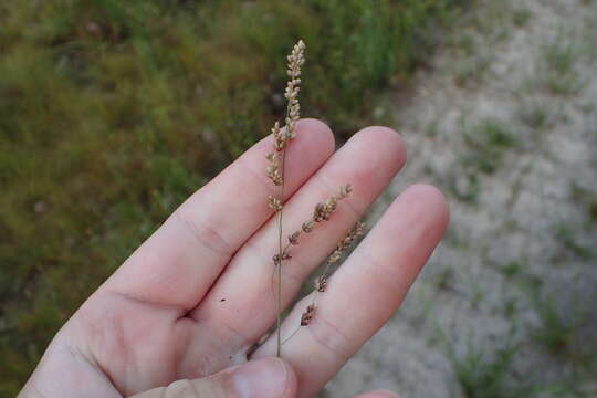 Image of Gaping Grass