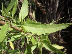 Plancia ëd Nidorella ivifolia (L.) J. C. Manning & Goldblatt