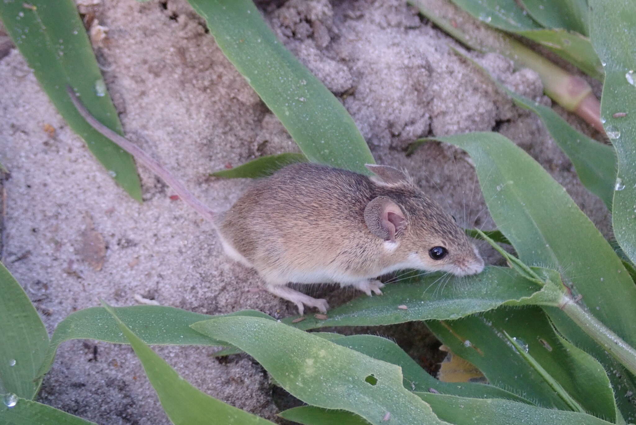 Image of Mus subgen. Nannomys Peters 1876