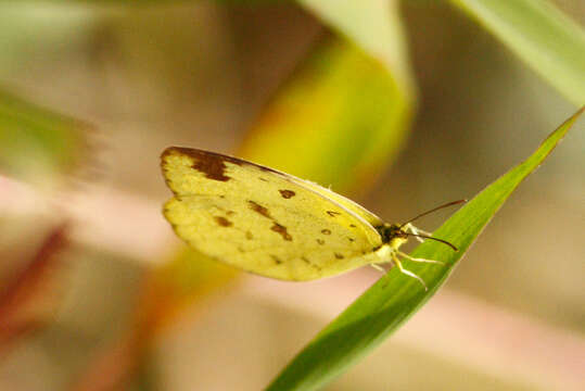 Image de Eurema hecabe (Linnaeus 1758)