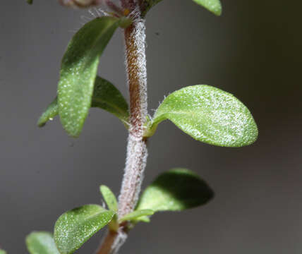 Image of Thymus japonicus (H. Hara) Kitag.