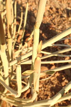 Image of Damara milk-bush