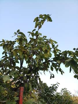 Image de Diospyros melanoxylon Roxb.