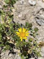 Image of Grindelia tarapacana Phil.