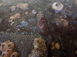 Image of New Zealand urchin clingfish