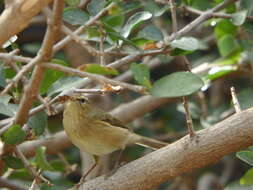 Image of Canary Islands Chiffchaff