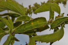 Image of Ocimum gratissimum subsp. gratissimum