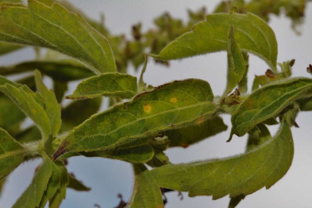 Image of Ocimum gratissimum subsp. gratissimum