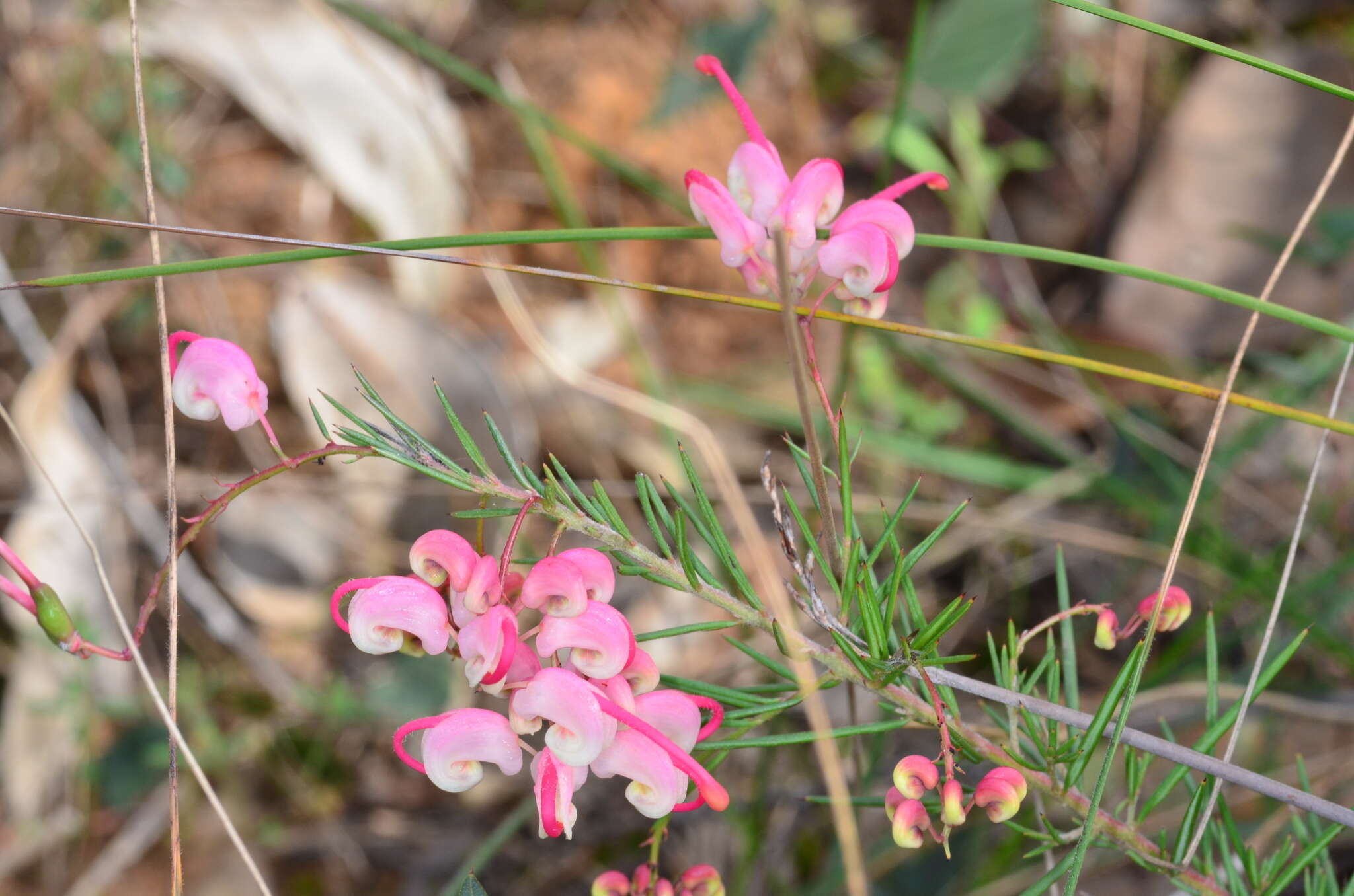 Image of Grevillea rosmarinifolia A. Cunn.