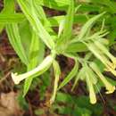 Image of Lithospermum guatemalense J. D. Sm.
