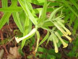 Image of Lithospermum guatemalense J. D. Sm.