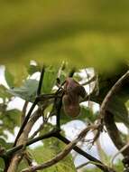 Image of Aristolochia liukiuensis Hatusima