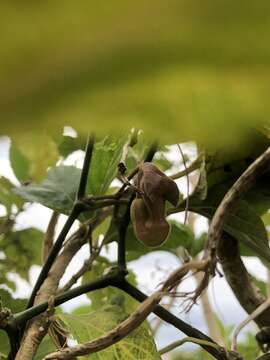 Image de Aristolochia liukiuensis Hatusima