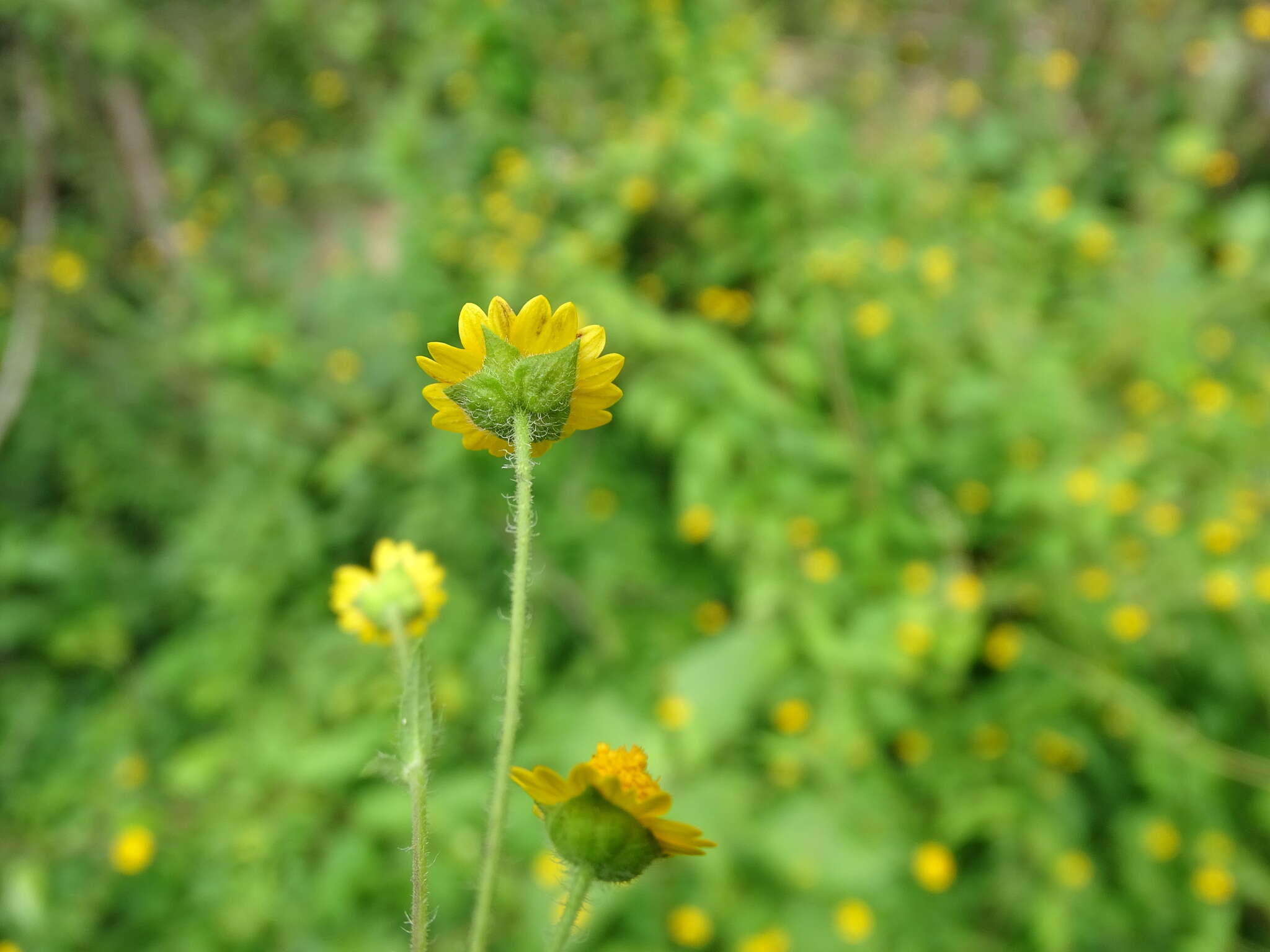 Image of Melampodium gracile Less.