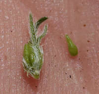 Image of Pinyon Desert cryptantha