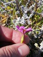 Image of Chironia decumbens Levyns