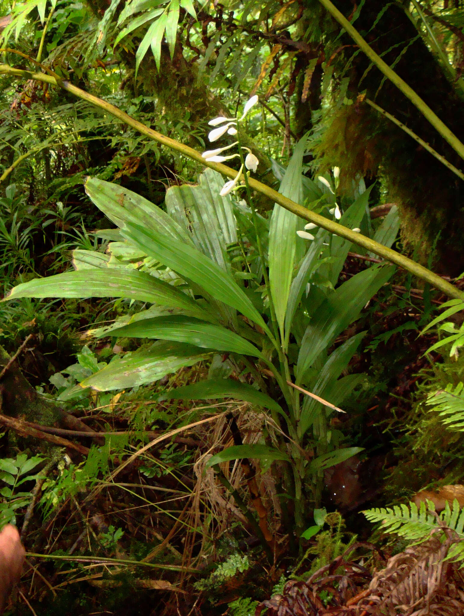 Image of Arnhem Land swamp orchid