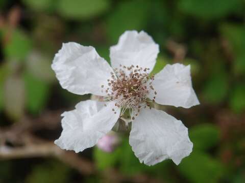 Image of Rubus ulmifolius var. ulmifolius