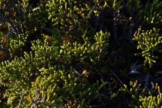 Sivun Veronica tetragona subsp. subsimilis (Col.) Garn.-Jones kuva