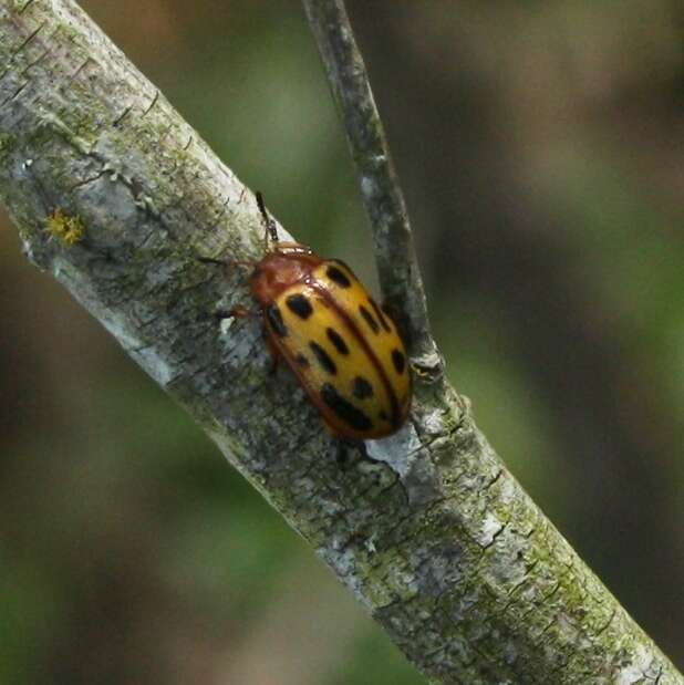 Image of Chrysomela (Macrolina) texana (Schaeffer 1920)