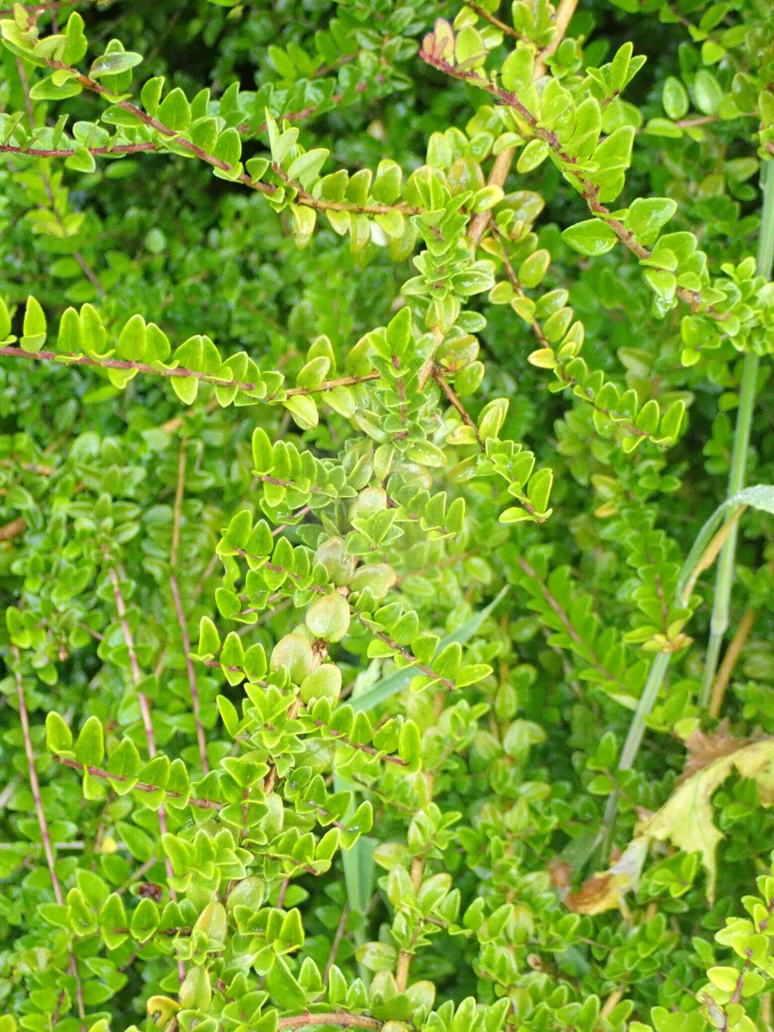 صورة Lonicera pileata var. yunnanensis (Franch.) Bernd Schulz