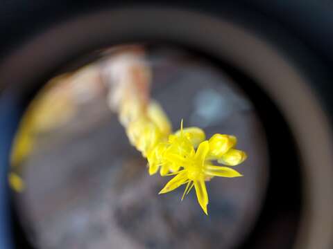 Image of Sierran Mock Stonecrop