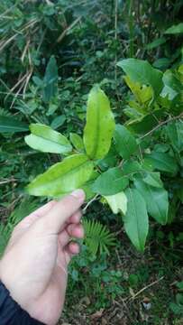 Image of Zanthoxylum nitidum (Roxb.) DC.