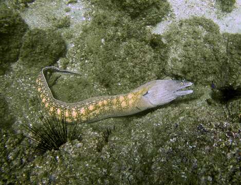 Image of Argus Moray