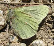 Image of Sierra Green Sulphur