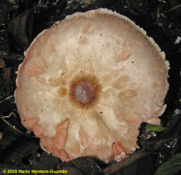 Imagem de Agaricus ochraceosquamulosus Heinem. 1961