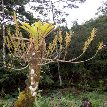 Image of Columnea linearis Oerst.