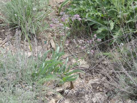 Image de Cynoglossum tetraspis (Pall.) W. Greuter & Burdet