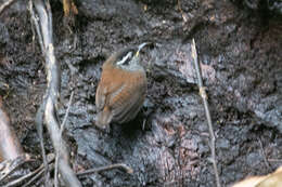 Image of Gray-breasted Wood-Wren