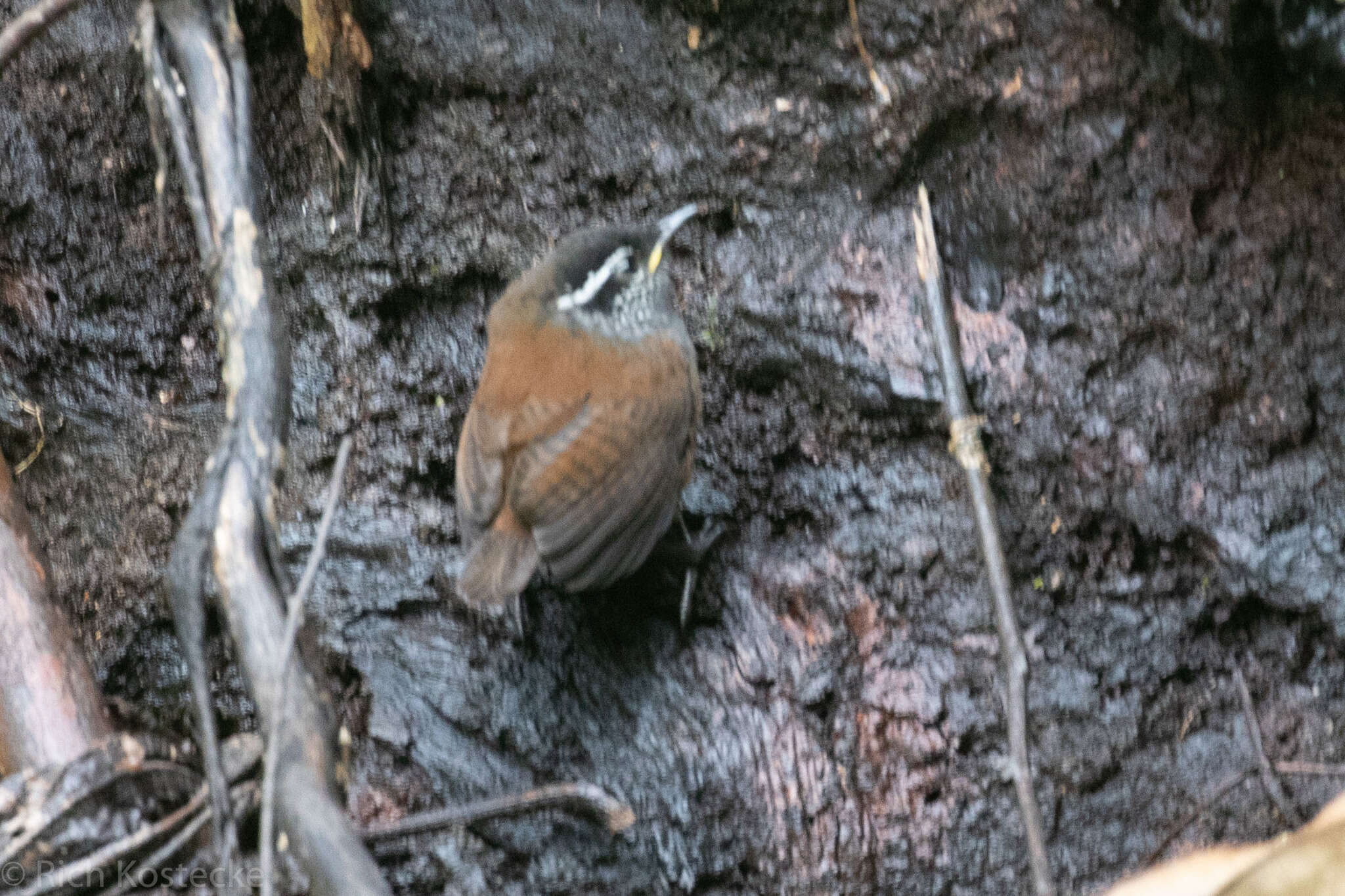 صورة Henicorhina leucophrys (Tschudi 1844)