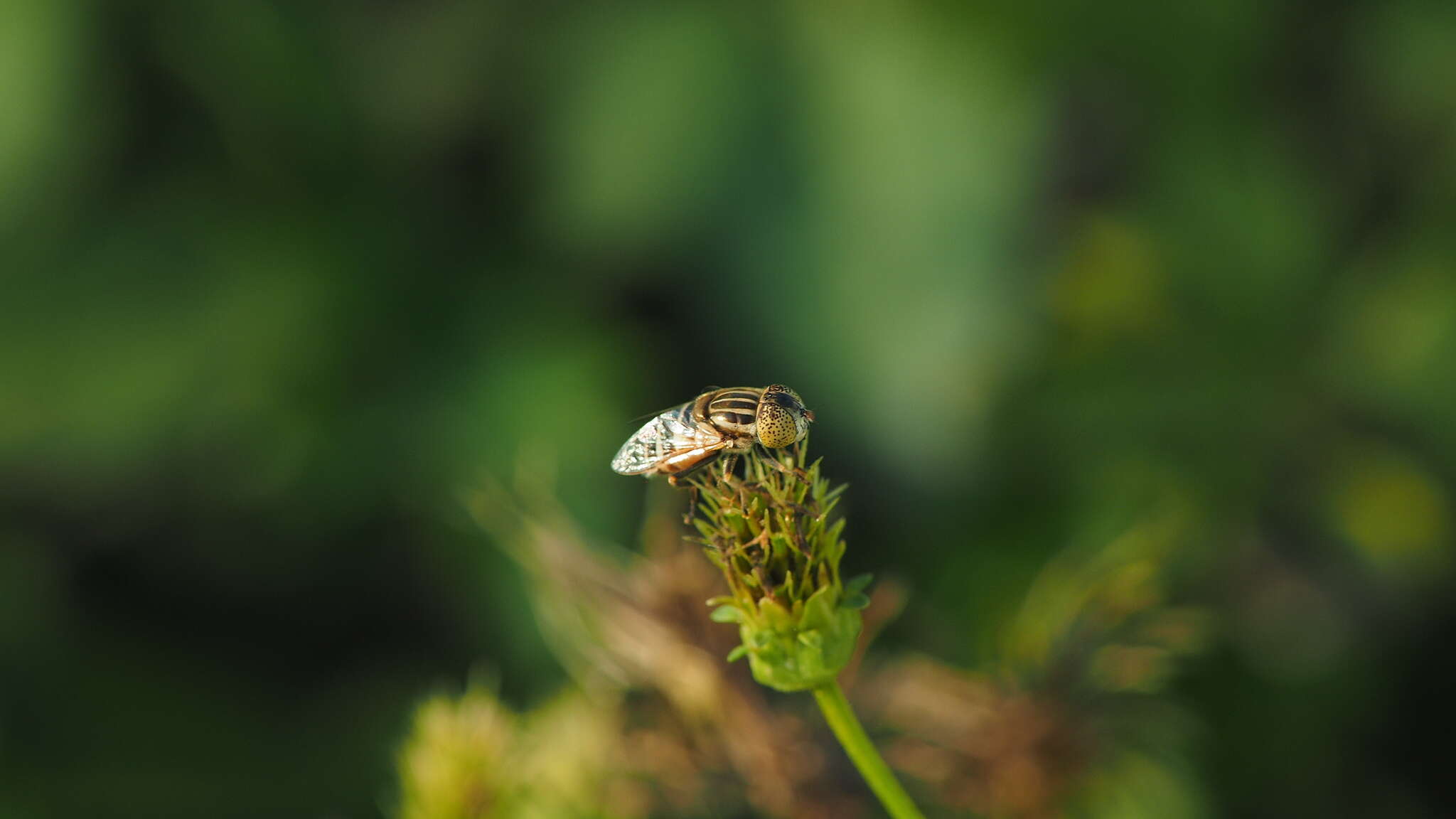 Image of Syrphid fly