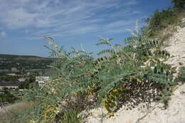 Image of Onobrychis pallasii (Willd.) M. Bieb.