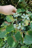 Image of Homalanthus fastuosus (Linden) Fern.-Vill.