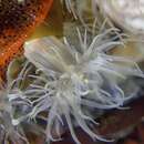 Image of San francisco anemone