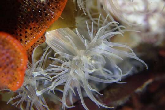 Image of San francisco anemone