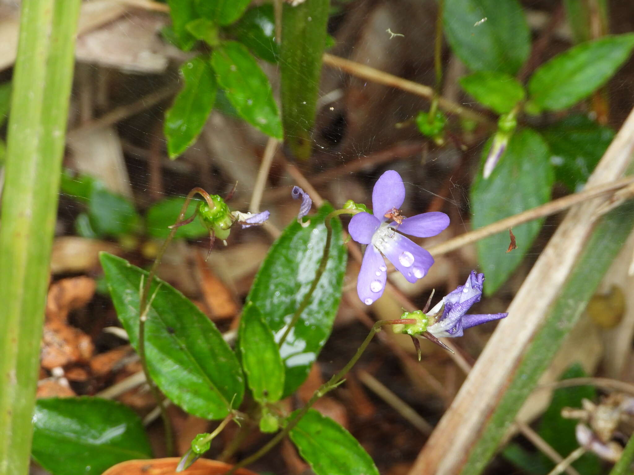 Viola portalesia C. Gay resmi