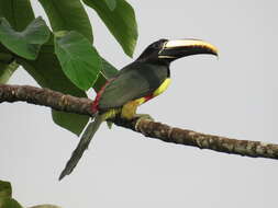 Image of Black-necked Aracari