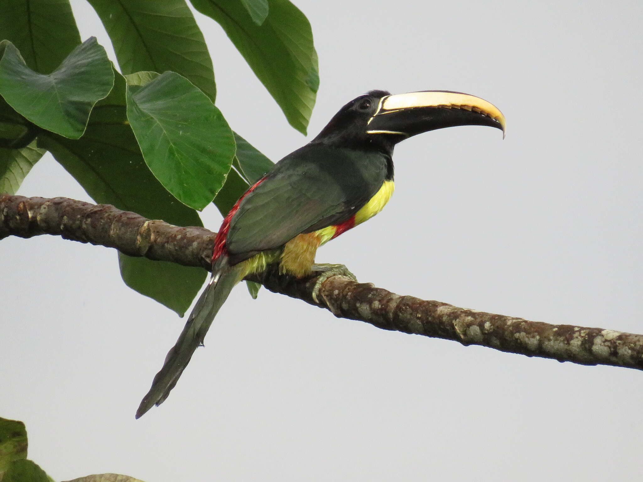 Imagem de Pteroglossus aracari (Linnaeus 1758)