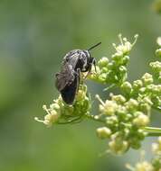 Image of Sphecodes heraclei Robertson 1897