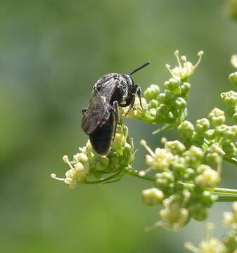 Image de Sphecodes heraclei Robertson 1897