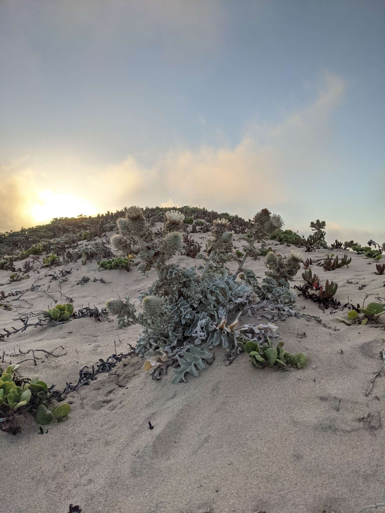 Image of surf thistle