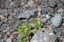 Image de Myosotis involucrata Stev.