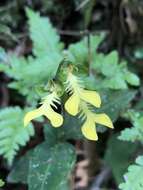 Odontochilus lanceolatus (Lindl.) Blume resmi