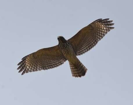 Image of Buteo lineatus extimus Bangs 1920