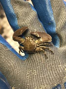 Image of green porcelain crab