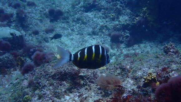 Image of Banded seabream